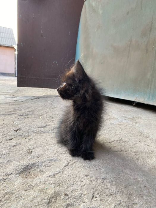 Котёнок мальчик в добрые руки