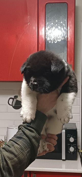 Шикарные  щенки с документами