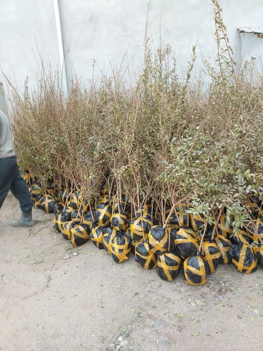 Индейский сирен сирейский сирен ва роза мини роза кучатлари