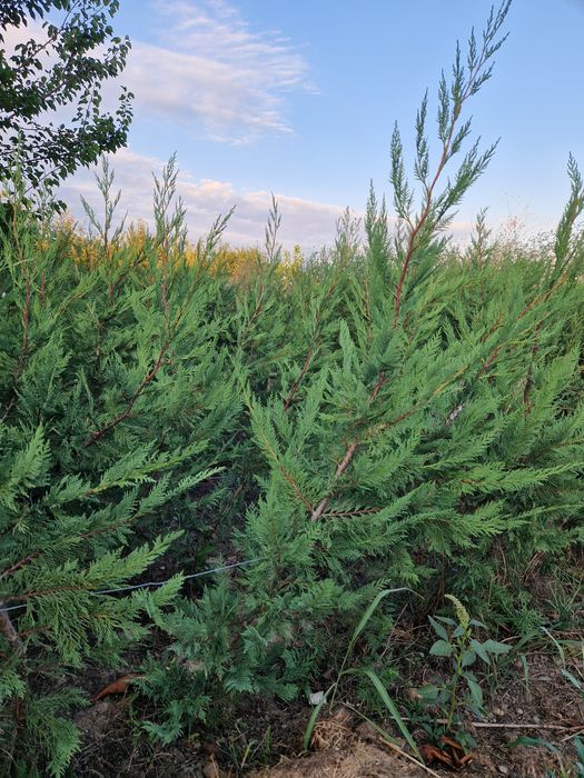 Tuia leilandi altoi 120 cm