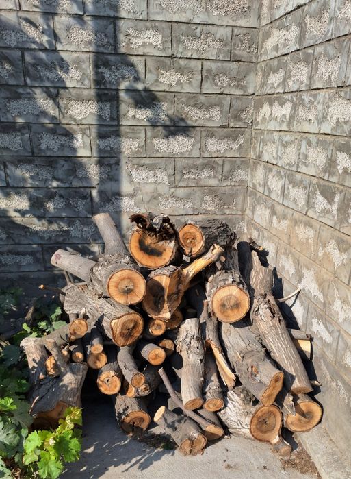 Продается дерево