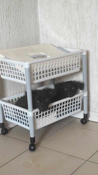 Симпатяшки ждут свои добрые дома.  Доставим.
