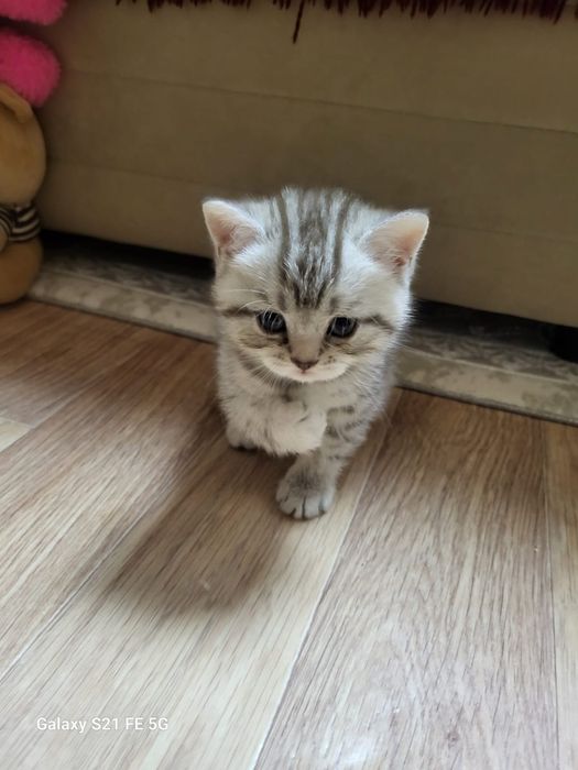 Продам шотландского котёнка