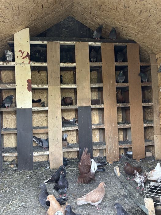 Продажа голубей домашних