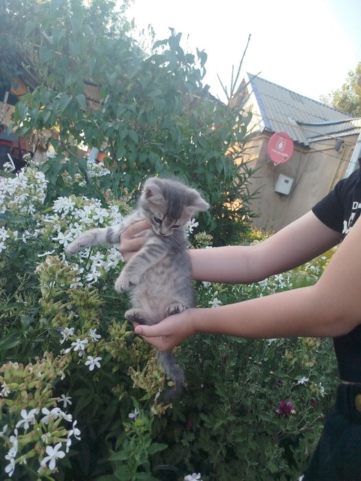 Отдам котят в добрые руки