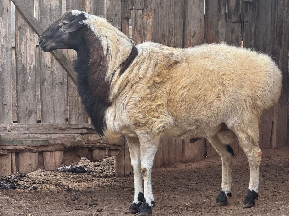 Продается кошкар на откорме