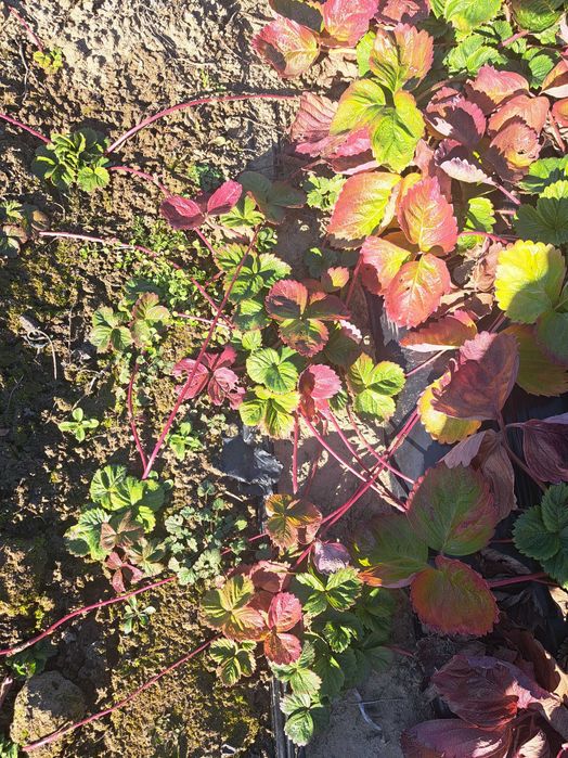 Продавам разсад ягоди