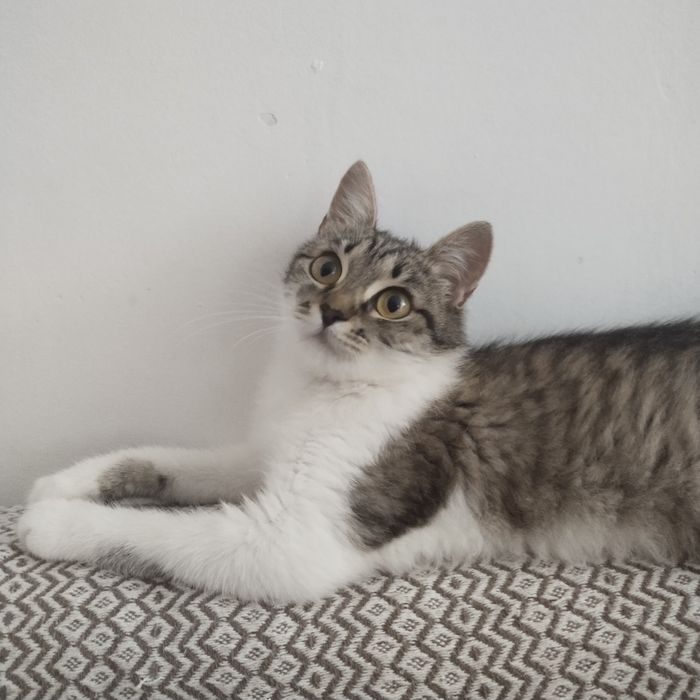 Котёнок в добрые руки