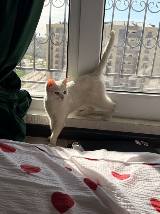 Отдам в добрые руки кота