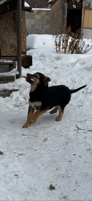Отдам мальчишек в добрые руки