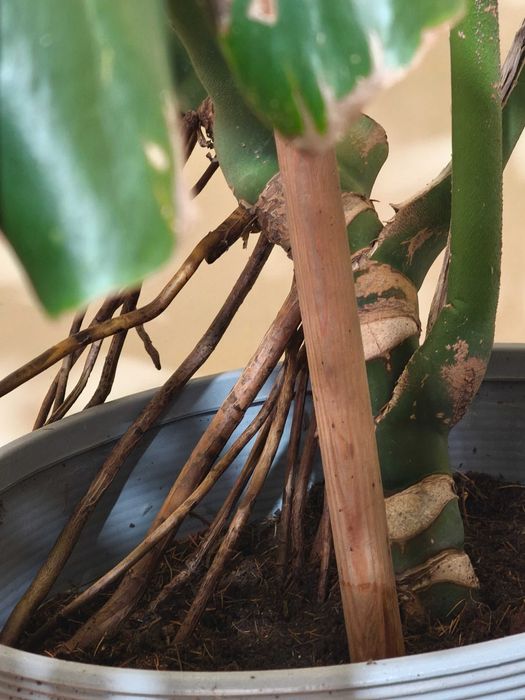 Филодендрон/монстера голямо растение