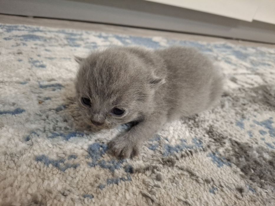 Котята, порода британец