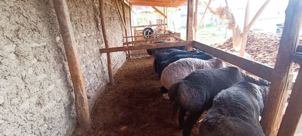 Кучкорлар сотилади