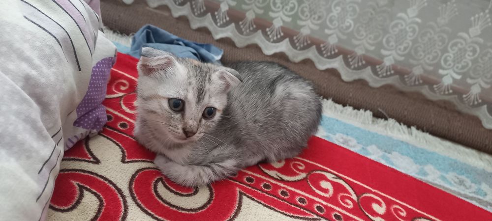 Продам вислоухая кошка