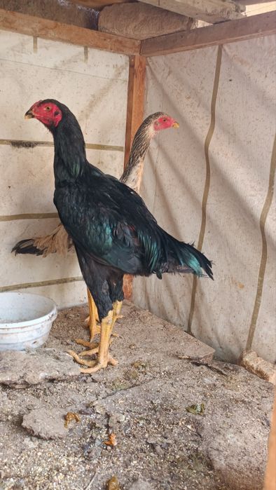 Dakan jojala sotiladi