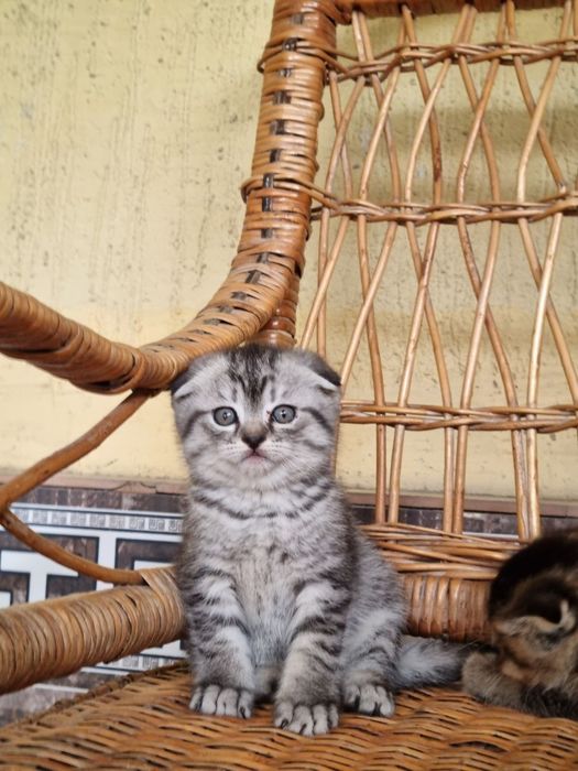 Серебристый шиншила