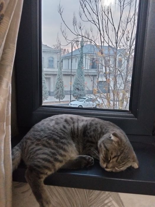 На вязку Шотландский вислоухий кот