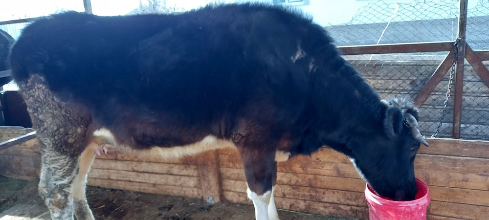 Сиыр сатылады бағасы 380000