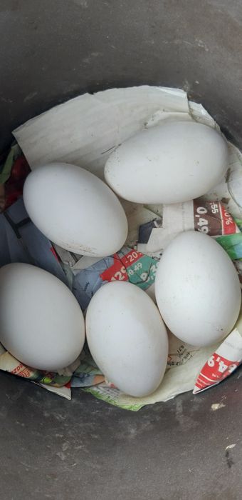 Oua de gasca pentru incubat