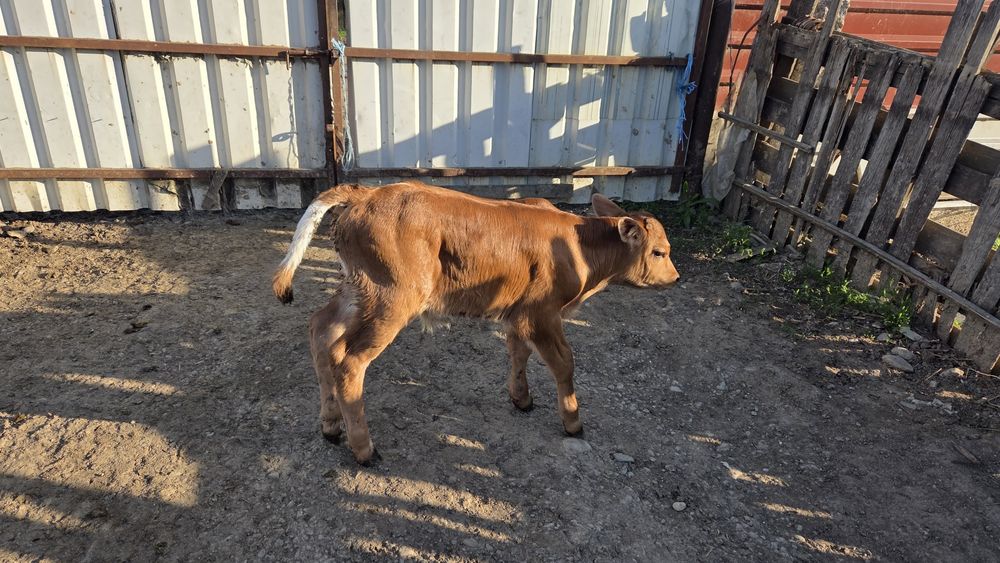Vând 2 viței . Taur si vițea. Bălțată Românească  amandoi.  Nu ii dau separat