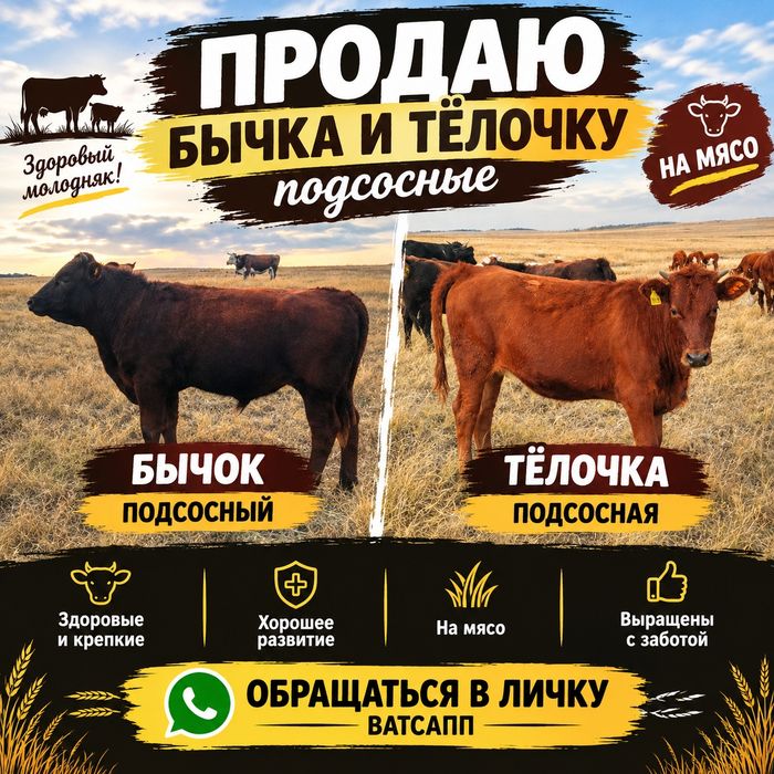 Продам бычка и тёлочку подсосные