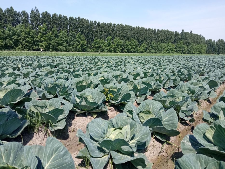 Uchko'prik tumani Tinchlik mahallasida yetishtirilayotgan Karam mahsul