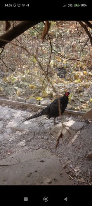 1 juft Rumin fazan sotiladi