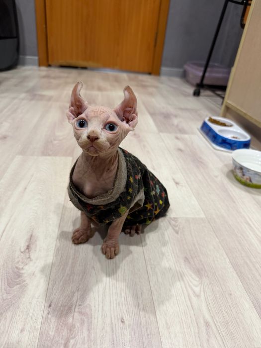 Шикарный сфинкс эльф