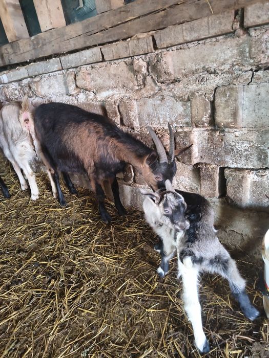 Vând capre Alpina Franceza