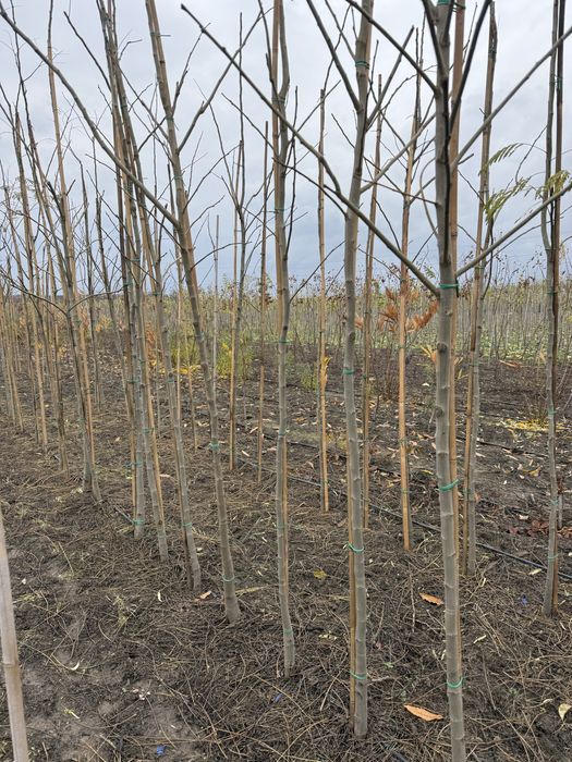 Albizia julibrissin - arborele de matase