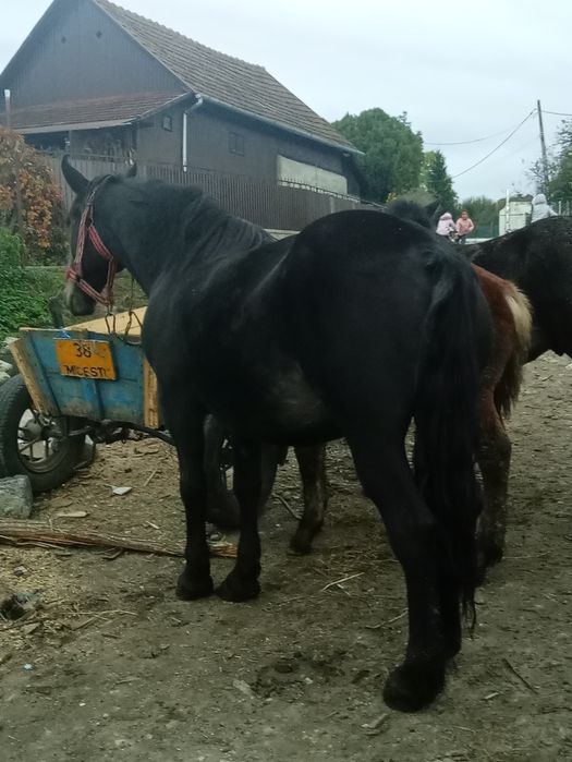 Iapă gestantă de vânzare cu doi mânji
