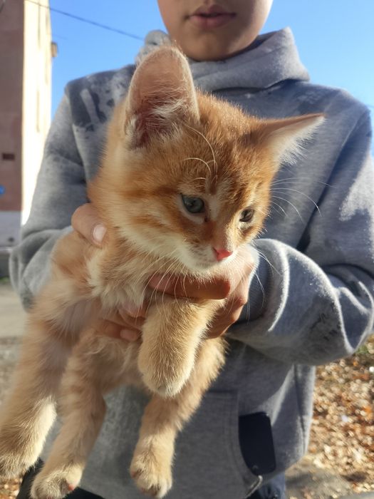 Отдам котëнка даром