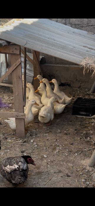 Пекенский уректер сатылады