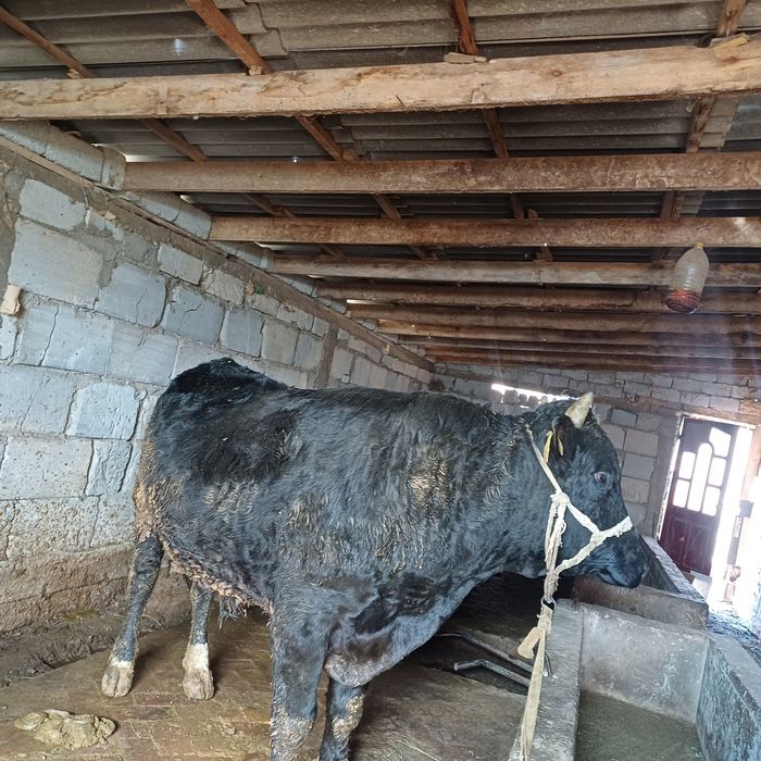 Семіз бордакы букалар.