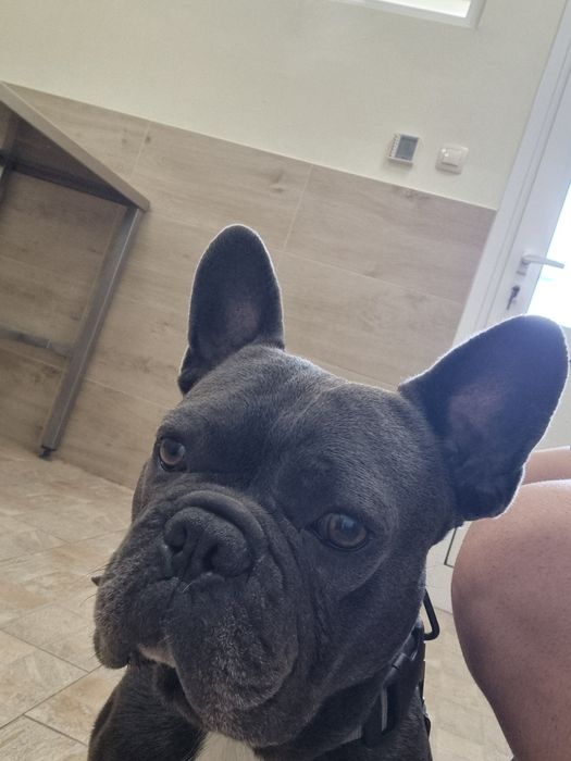 Blue Френски Булдог Мъжки