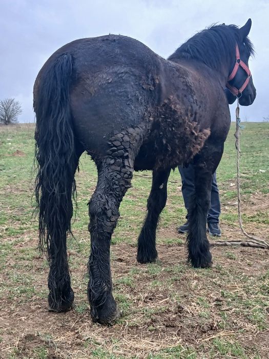 De vânzare manza Negra