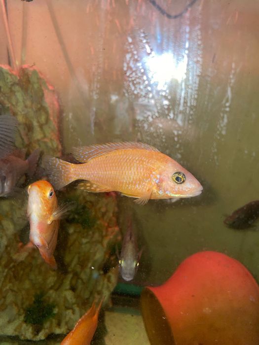 Продаются рыбки цихлиды