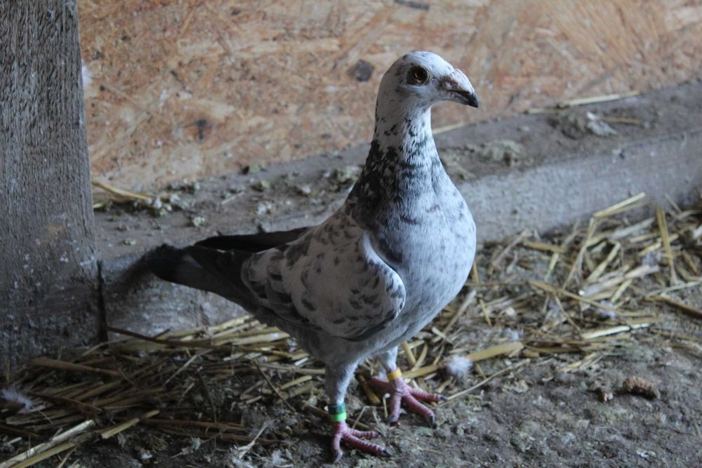 porumbei voiajori duduros