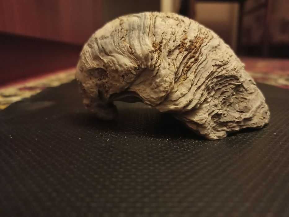 Окаменелый кусочек дерева и ракушки доисторические более 8мил. лет.