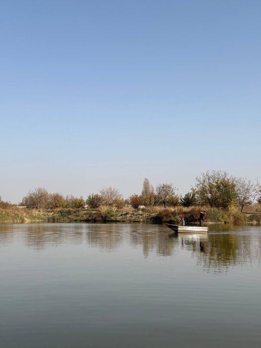 Сазан / Толстолоб / Беламур — сифатли ва ширин балиқлар!