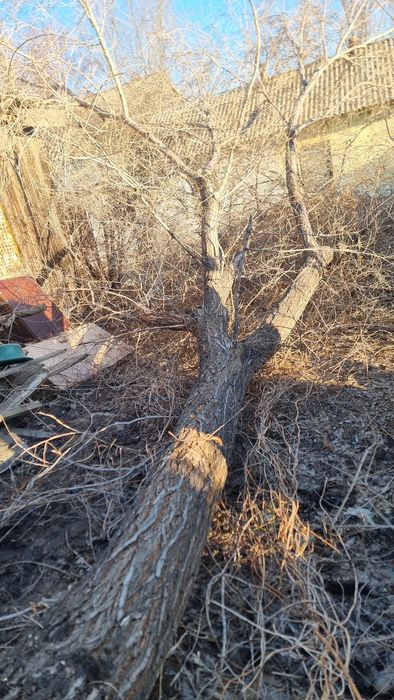 Дрова бесплатно за вывоз доплачу