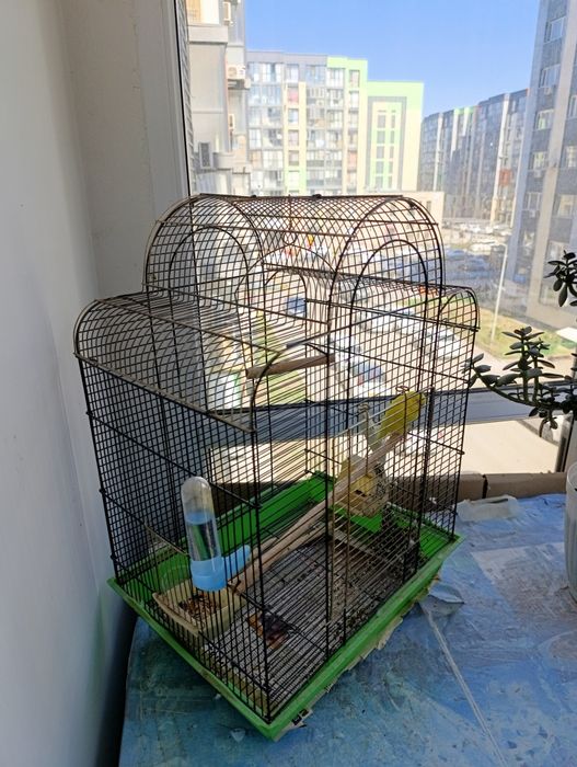 Попугай вместе с клеткой