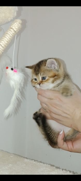 Роскошные Скоттиш Страйт и Фолд котята мальчики