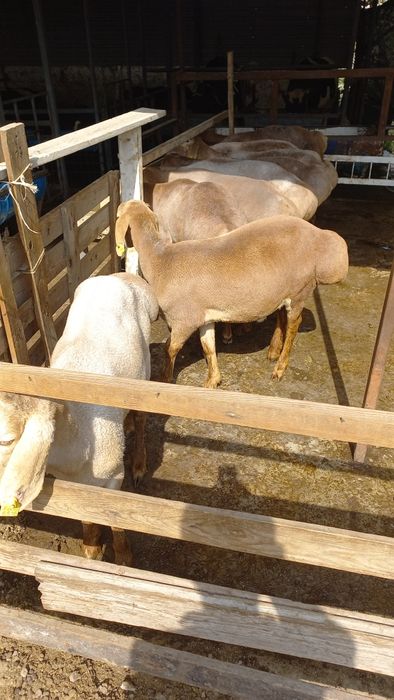 Киргигистон куйлари