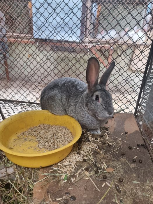 Продам кроликов.