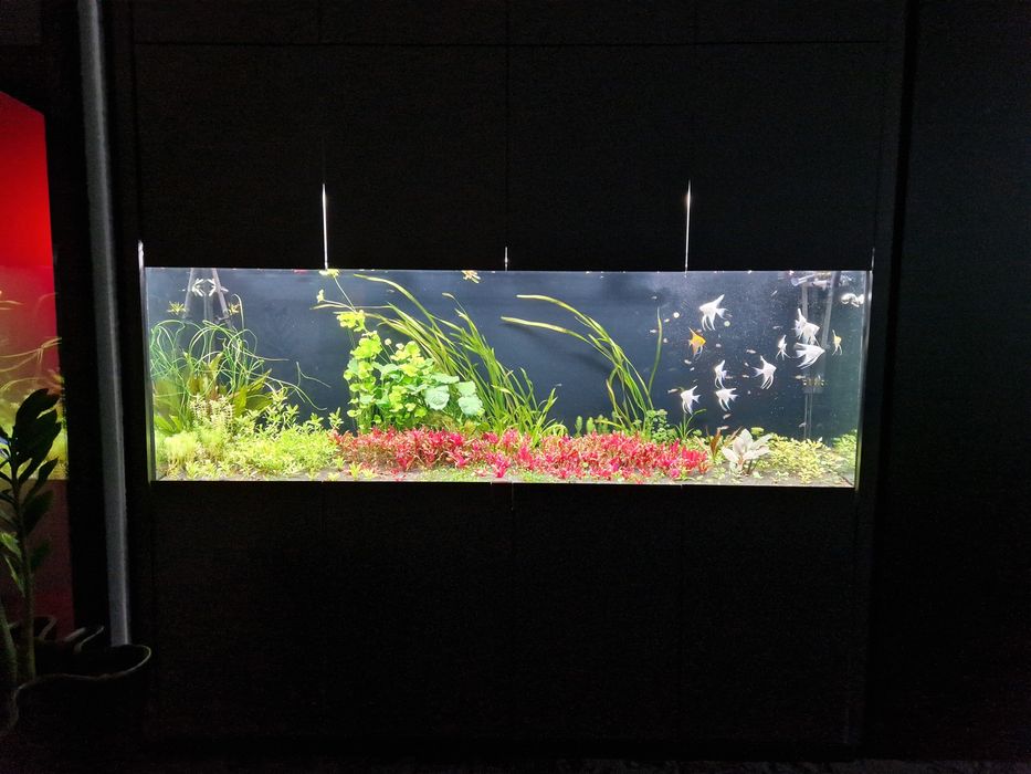 Acvarii Amenajare Intretinere Constructie