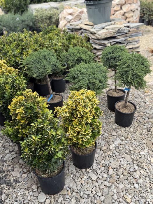 Vand Euonymus pe tija/glob sau tufă