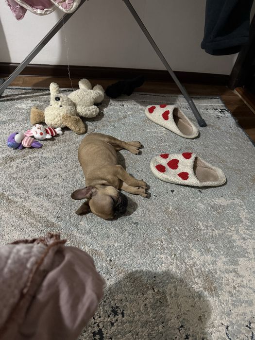 Французкий бульдок