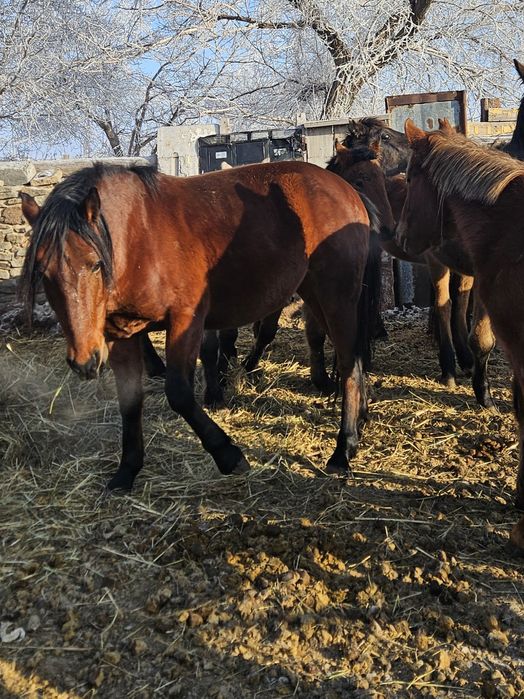 Айғыр Жеребец торы