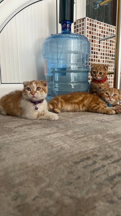 Продаю домашних котят